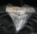 Serrated Beauty - Megalodon Tooth #705-2